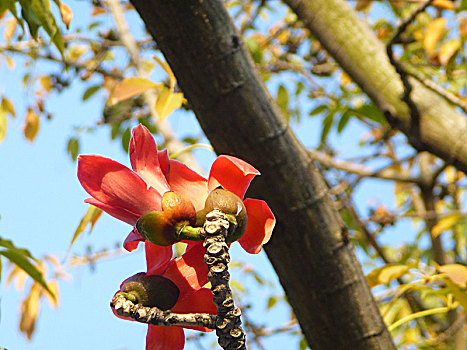 红色木棉花