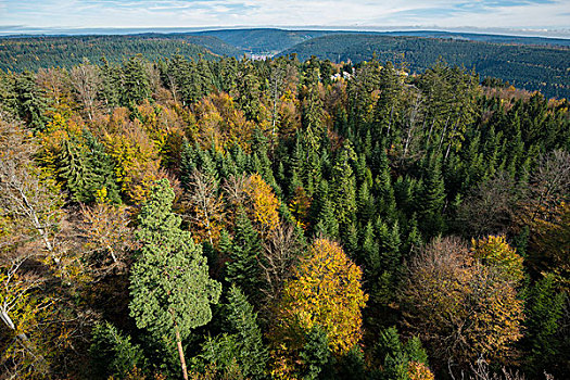 秋天,混交林,鸟瞰,北方,黑森林,巴登符腾堡,德国,欧洲