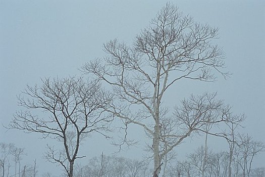 黄金,桦树,湖