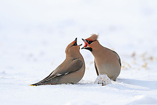 雪地里两只争吵的太平鸟