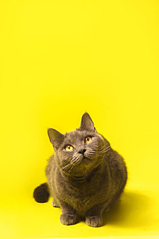 在黄色背景前面正面看着镜头的英国灰色短毛蓝猫