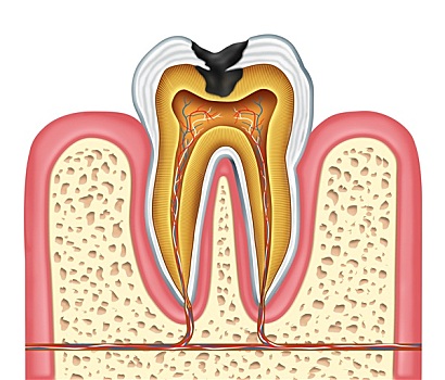 牙齿,身体部位