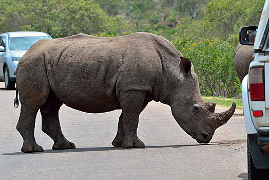 白犀牛,成年,雄性,站立,中间,公路,两个,旅游,交通工具,克鲁格国家公园,南非,非洲