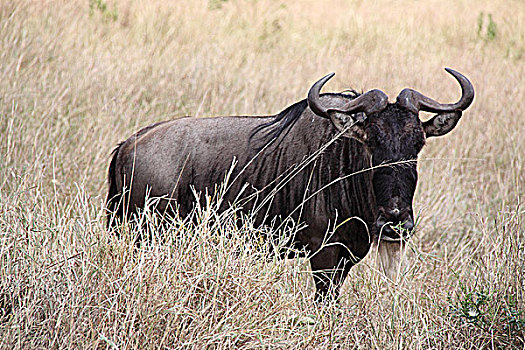 肯尼亚非洲大草原角马-正面特写