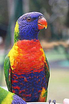 彩虹,彩虹鹦鹉,澳大利亚