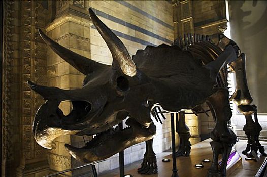 骨骼,恐龙,展示,自然历史博物馆,伦敦
