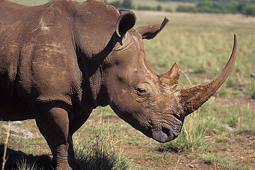 南非,靠近,约翰内斯堡,白犀牛,濒危物种,特写
