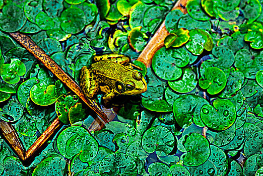 池蛙,波恩特佩利国家公园