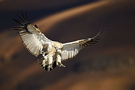 秃鹰,南非兀鹫,飞行,城堡,国家公园,纳塔耳,南非,非洲