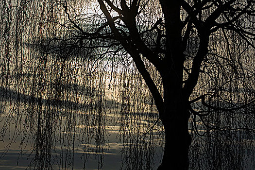 傍晚,树,靠近,施佩萨特,黑森州,德国