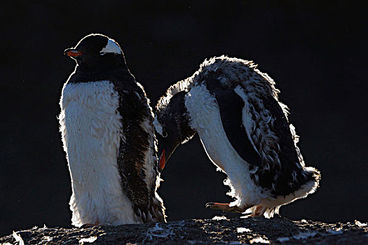 巴布亚企鹅,一对,南极