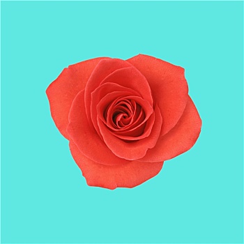 花,红玫瑰,蓝色背景