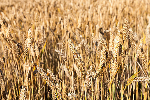 小麦,耕作,地点