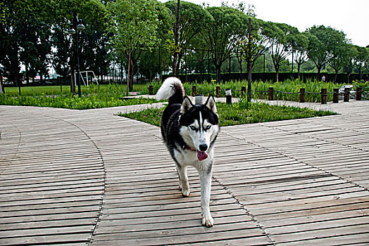 北京社区公园中的萨摩耶