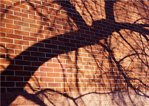 树,影子,砖墙