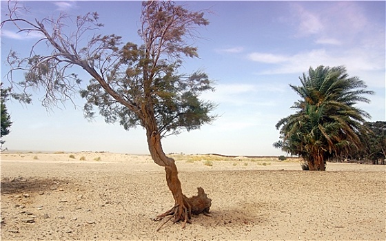 树,棕榈树,沙漠,靠近,突尼斯