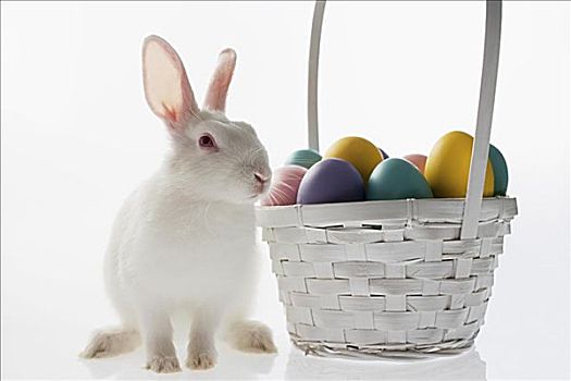 兔子,篮子,蛋