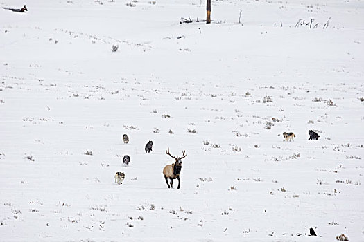 大灰狼,狼,群,美洲,麋鹿,鹿属,鹿,雄性动物,黄石国家公园,怀俄明