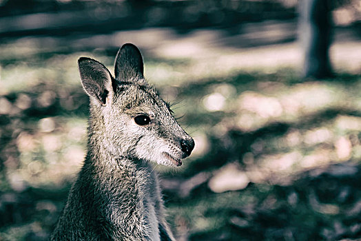 澳大利亚,公园,特写,袋鼠,靠近,灌木