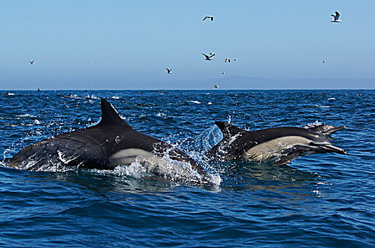 常见海豚,长吻真海豚,一对,跳跃,圣芭芭拉,加利福尼亚