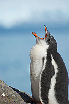 南极,港口,巴布亚企鹅,生物群,小企鹅,室外,父母
