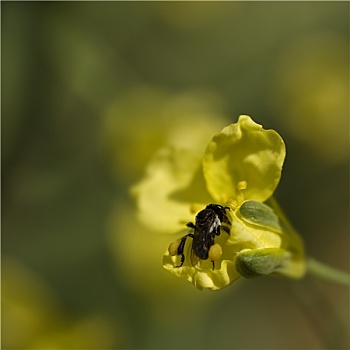 春天,小,澳大利亚,蜜蜂,花粉