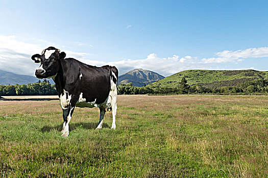 一个,母牛,草场,夏天,晴天,新西兰