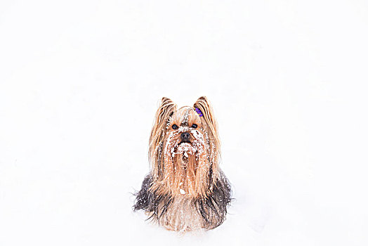 约克郡犬,头像,户外,雪,场景