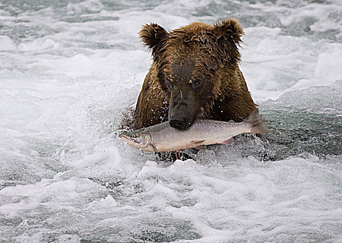 大灰熊,棕熊,捕获,红大马哈鱼,红鲑鱼,卡特麦国家公园,阿拉斯加