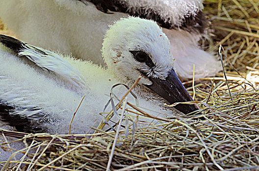 白鹳,幼禽,鸟窝,阿尔萨斯,法国