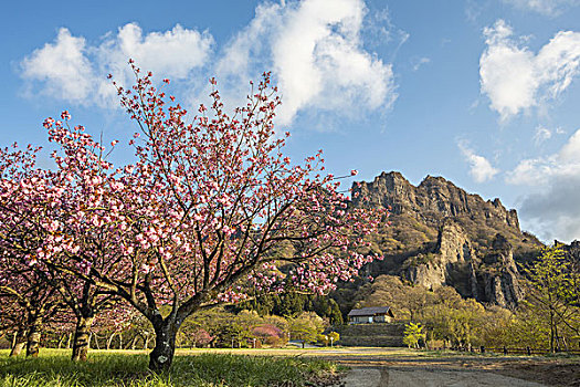 樱桃树,山,日本