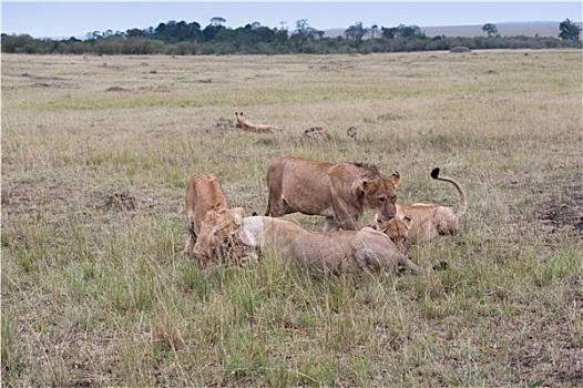 狮子,热带草原,非洲