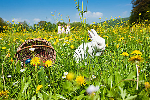 孩子,复活节彩蛋,猎捕,草地,春天,前景,复活节兔子,等待