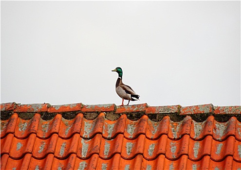 鸭子,房顶,边缘,猎捕,季节