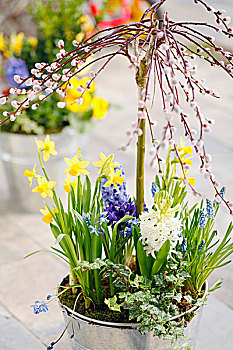 早,开花植物,春花,柔荑花,洋葱,植物,容器