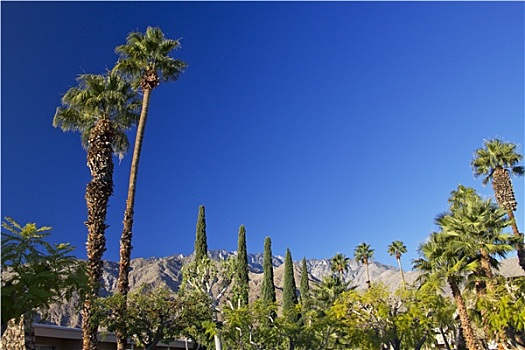 扇形棕榈,树,棕榈泉,加利福尼亚