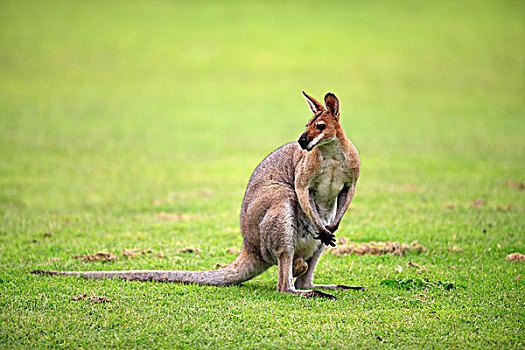 敏捷,小袋鼠,成年,站立,草,澳大利亚