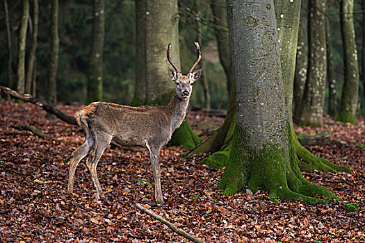 赤鹿,莱茵兰普法尔茨州,德国,欧洲