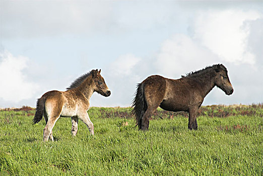 埃斯姆尔,不成熟,小马,高沼地,伊格莫尔国家公园,英格兰,英国,欧洲