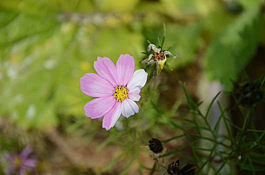 头状花序