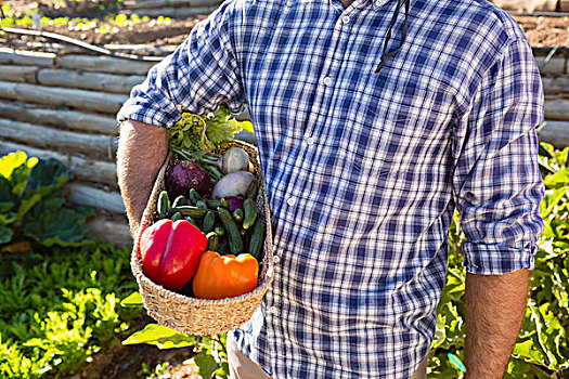 腰部,男人,拿着,篮子,新鲜,蔬菜,农场