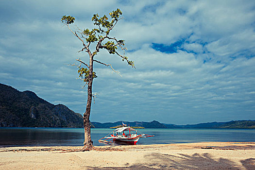小船,靠近,树,热带沙滩,菲律宾