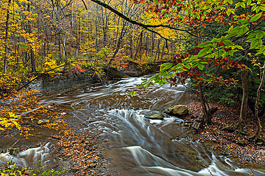 溪流,峡谷,秋天,国家公园,俄亥俄,美国
