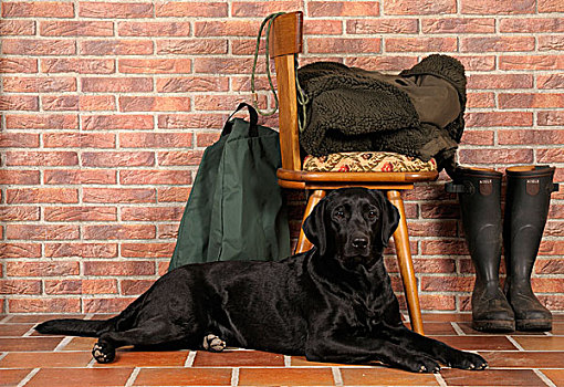 黑色拉布拉多犬,卧,正面,椅子,靠近,胶靴,猎捕,设备