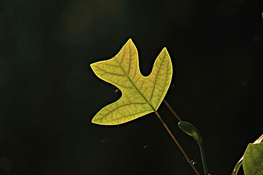 一片叶子图片