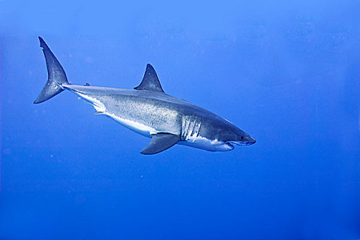 大白鲨,沙鲨属,瓜达卢佩,墨西哥