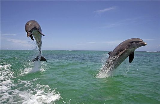 成年,一对,宽吻海豚,跳跃,室外,水,加勒比海,洪都拉斯,中美洲