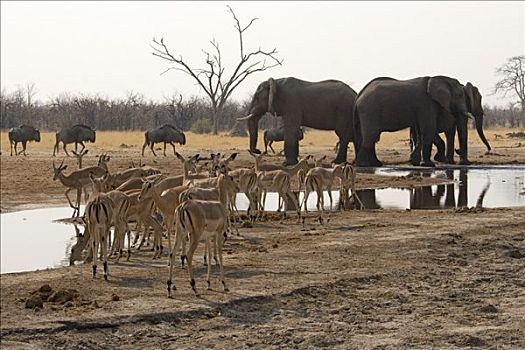 非洲,灌木,大象,非洲象,蓝色,角马,羚羊,水坑,乔贝国家公园,博茨瓦纳
