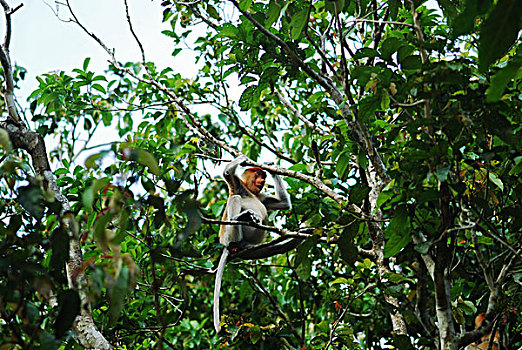 malaysia,borneo,kinabatangan,proboscis,monkey,in,the,trees