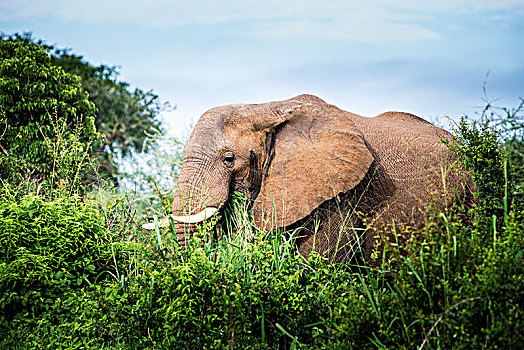 大象,站立,灌木,树,秋天,国家公园,乌干达